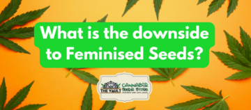 Was ist der Nachteil feminisierter Samen?