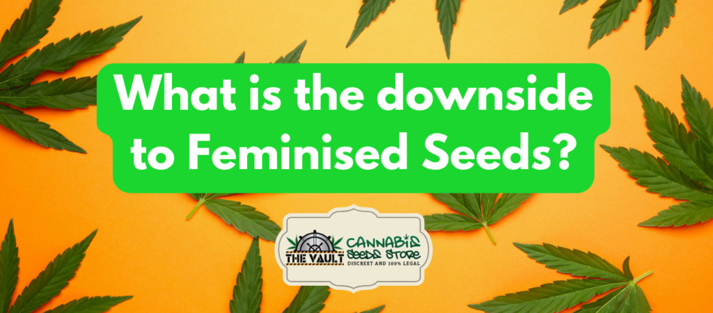 What is the downside to Feminised Seeds