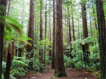 Milloin Uuden-Seelannin ETS-ylijäämä saavuttaa nollaan? Metsätalouden ennusteiden vaikutusten tarkastelu uudelleen