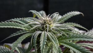 Il caos del presidente della Camera danneggerà ancora la cannabis