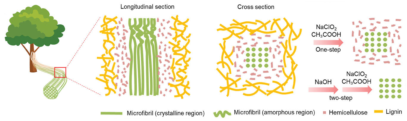 Fibrilas de celulose constituídas por regiões cristalinas e amorfas foram incorporadas em lignina e matriz de hemicelulose