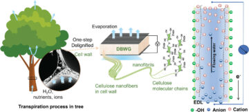 Nanogeneratoarele pe bază de lemn transformă evaporarea apei în energie electrică durabilă