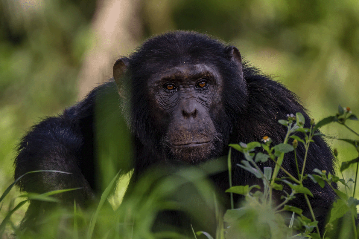 100 Reasons carbon credits are the best thing that ever happened to improve conditions on our planet_Close-up bulindi chimpanzee in its natural habitat_visual 3