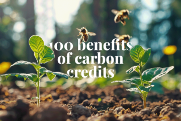 100 motivi per cui i crediti di carbonio sono la cosa migliore che sia mai accaduta per migliorare le condizioni del nostro pianeta