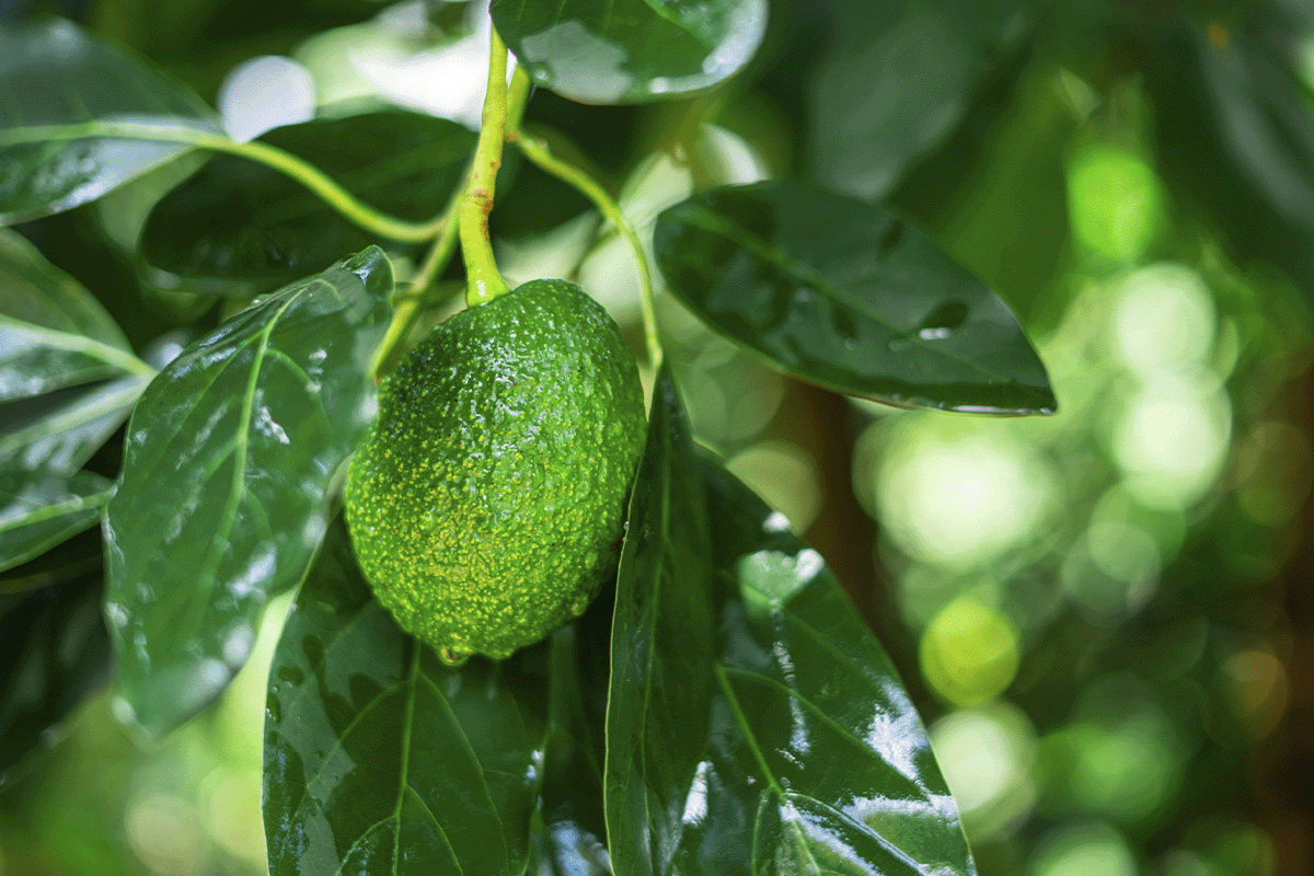 100 Reasons carbon credits are the best thing that ever happened to improve conditions on our planet_Close-up of avocado growing on a tree_visual 6