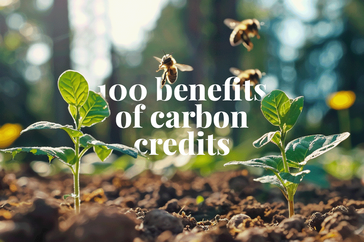 100 Reasons carbon credits are the best thing that ever happened to improve conditions on our planet_Close-up of tree seedlings and bees flying around them_visual 1
