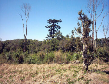 Árvore araucária gigante de 750 anos que caiu no Paraná clonada pela Embrapa.