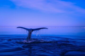 Bitcoin Whale Warning: BTC Appetites Shrink as Accumulation Dwindles, Data Shows