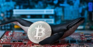 Bitcoin Whales Are Back to Buying Up BTC, Analysis Shows - Decrypt