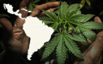 拉丁美洲大麻市场增长：见解和趋势