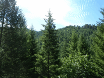 Заключен контракт на восстановление леса Коронет.