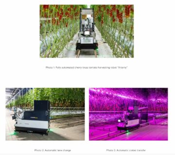 DENSO og Certhon introducerer Artemy, en fuldautomatisk cherry truss tomathøstrobot