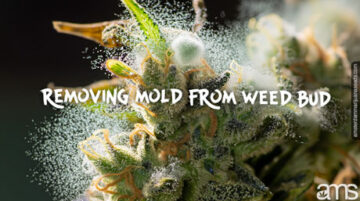 Gestión eficaz del moho en las plantas de cannabis