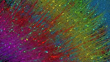 Google y Harvard mapean una pequeña porción del cerebro humano con extrema precisión