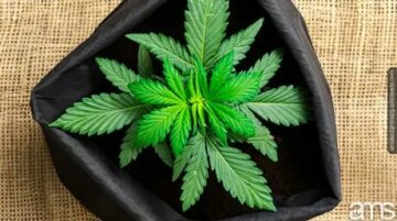 Sacos de Cultivo para Cultivo de Cannabis | O Guia Completo | Dicas prós e contras