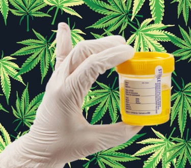 How Do You Get THC Out of Your System Fast? - Surprise Drug Test Pops Up, Here is How to Flush THC Out of Your System Quickly