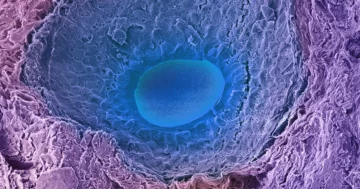 Hur "tomma" äggceller försvarar sitt DNA från skador | Quanta Magazine
