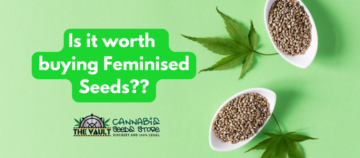 Är det värt att köpa feminiserade frön?