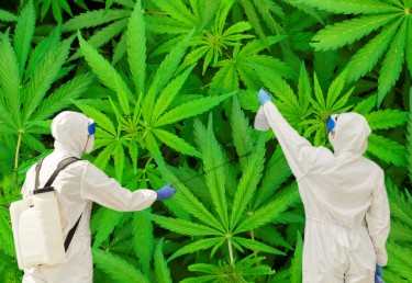 IS ALL WEED TAINTED WITH PESTICIDES