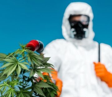 Just Say No to Pesticides on Your Weed - How to Grow Bug-Free Cannabis Plants without Using Pesticides