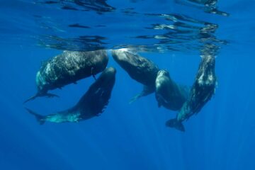 ML analysis of whale song shows similarities to human speech