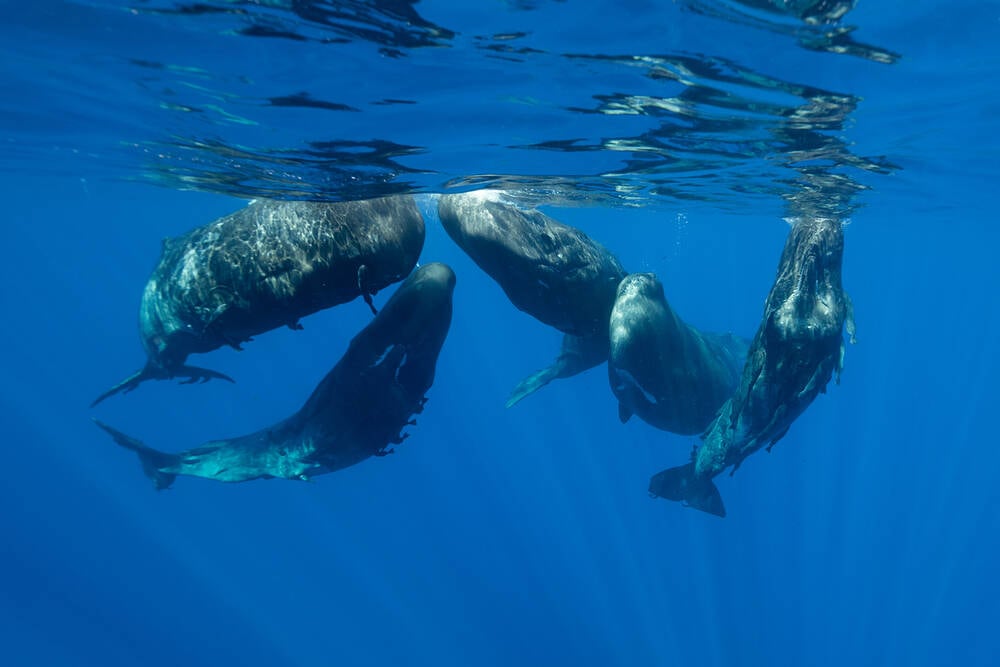 ML analysis of whale song shows similarities to human speech