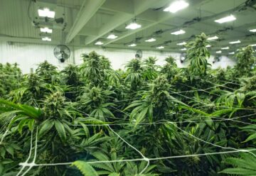 Navigering af Cannabis kommercielle lejeaftaler i Washington