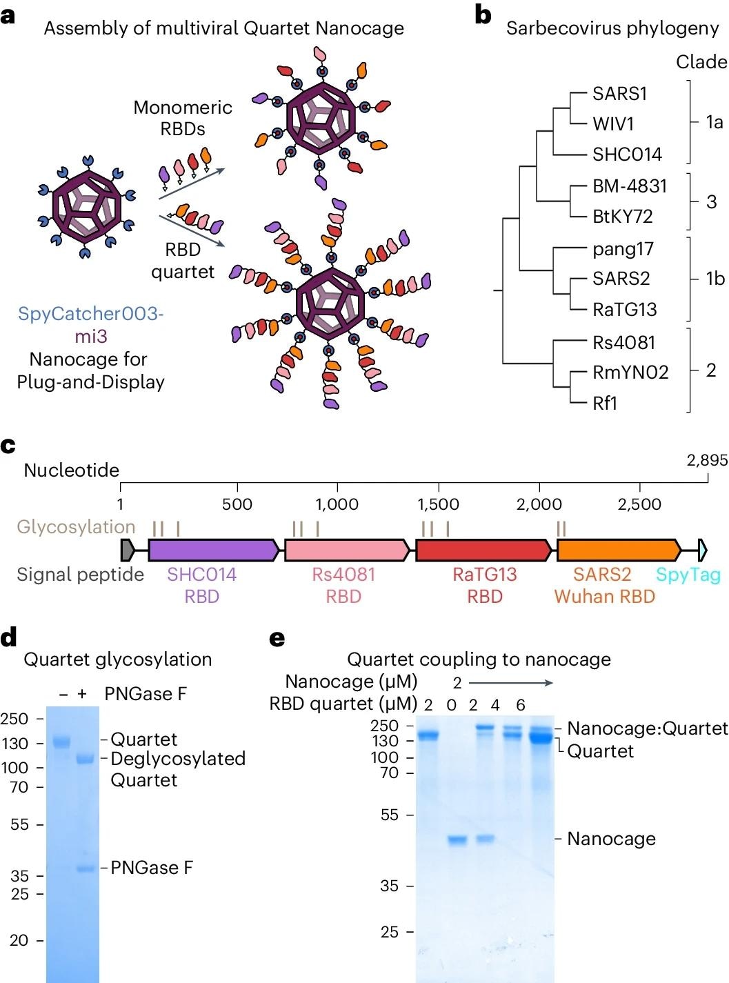 a, Plug-and-Display vaccine assembly of mosaic and Quartet Nanocages. Genetic fusion of SpyCatcher003 (dark blue) with mi3 (purple) allows efficient multimerization of single or Quartet RBDs linked to SpyTag (cyan) through spontaneous isopeptide bond formation (marked in red). Only some antigens are shown in the schematic for clarity. b, Phylogenetic tree of sarbecoviruses used in this study, based on RBD sequence. c, Genetic organization of the multiviral Quartet-SpyTag, indicating the viral origin of RBDs, N-linked glycosylation sites and tag location. d, Analysis of Quartet-SpyTag with SDS–PAGE/Coomassie staining, with or without PNGase F deglycosylation. A representative gel from two independent experiments. Molecular weight markers are in kDa. e, Coupling of RBD Quartet to SpyCatcher003-mi3 Nanocage at different molar Nanocage:antigen ratios, analysed by SDS–PAGE/Coomassie. A representative gel from two independent experiments. Molecular weight markers are in kDa.