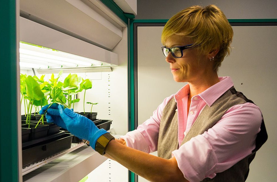 woman handles plants in a lab