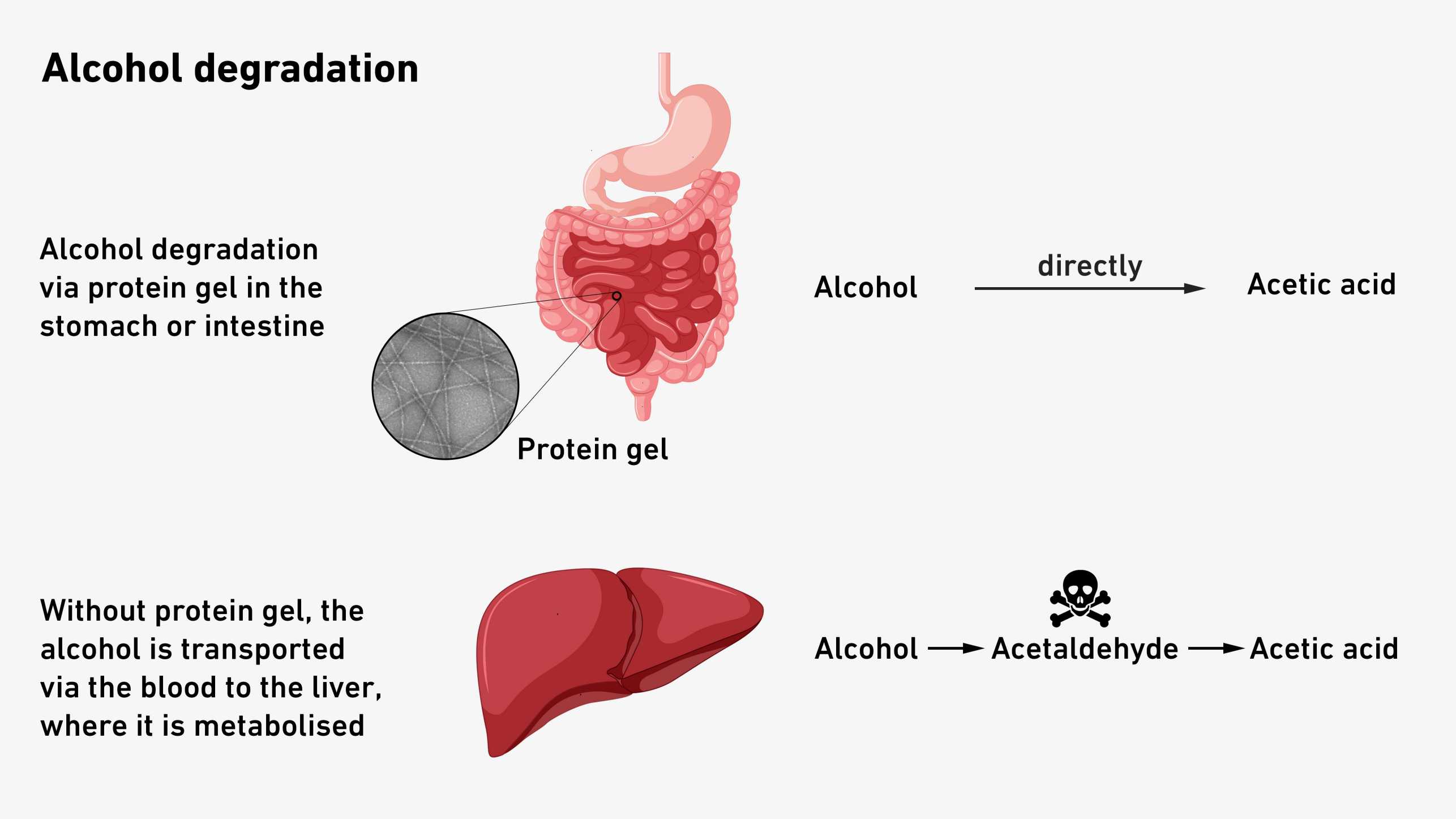 The illustration shows how the alcohol is broken down in the stomach or intestine via the protein gel. Without the protein gel, the alcohol reaches the liver via the blood and is broken down there.