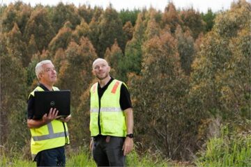 Scion report on short rotation forestry met with scepticism