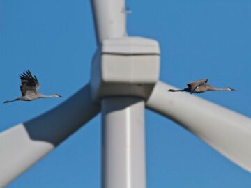 Seabird Study Shows How They Might One Day Share The Air With Offshore Wind Turbines - CleanTechnica