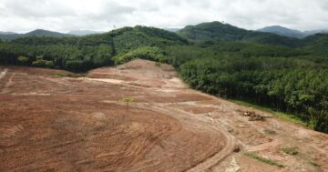 Tackling deforestation risk in financial portfolios | GreenBiz
