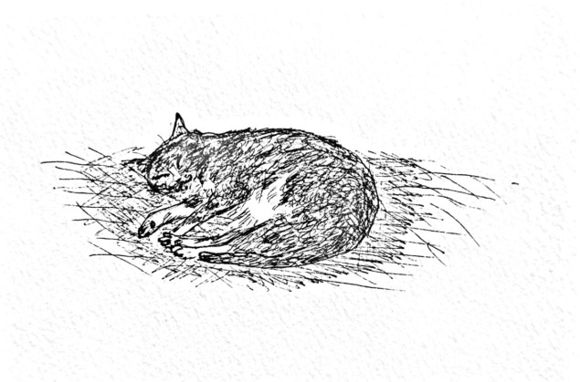 Black and white sketch of a curled up cat