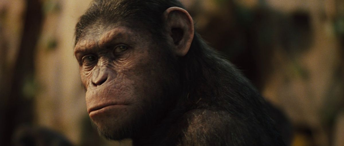 A close-up of a stern-looking ape in Rise of the Planet of the Apes.