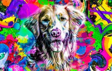 Can You Give Your Dog Magic Mushrooms? - Benefits of Psychedelics for Dogs